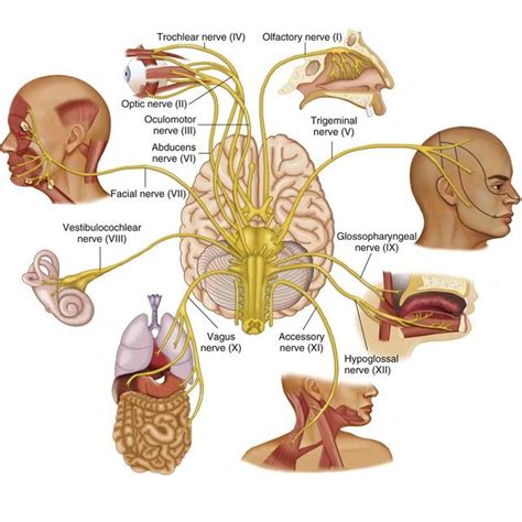 Image result for eighth cranial nerve | Cranial nerves, Pharmacology nursing, Nursing school tips