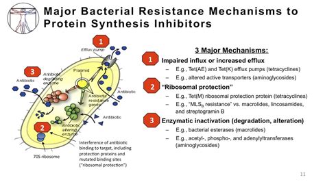 Inhibitors of protein synthesis in eukaryotes is similar: Comparison