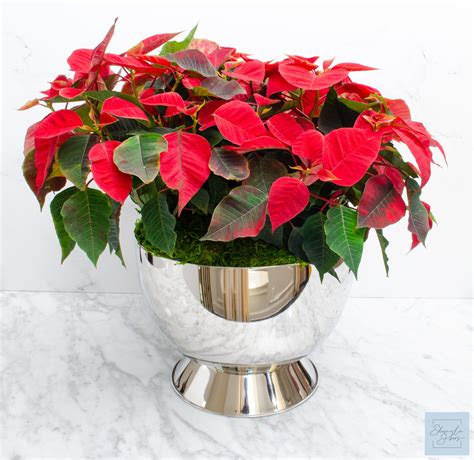 Holiday Poinsettia Arrangement - Shamila Sobers