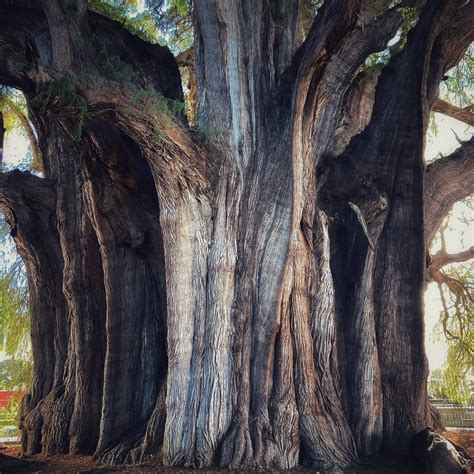 Tule tree in Oaxaca, Mexico. The widest tree in the world, at 138.7ft around it’s trunk (as of ...