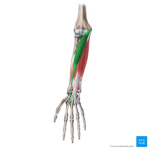 Flexor carpi radialis: Origin, insertion and action | Kenhub