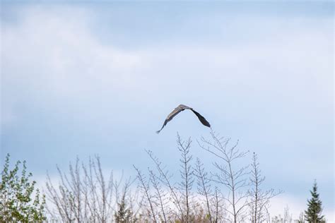 Free Images : bird, sky, wind, flight, blue, grand, great, canada, vertebrate, quebec, heron ...