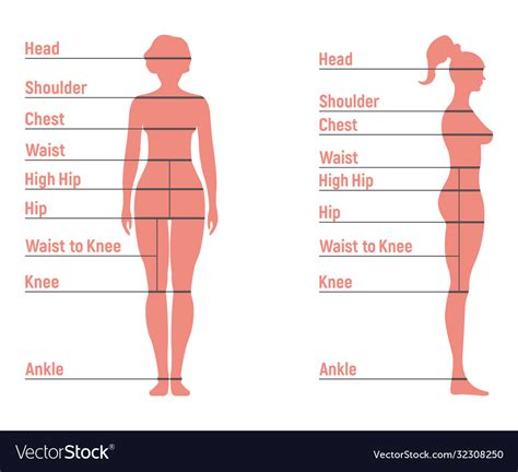 Female size chart anatomy human character people Vector Image