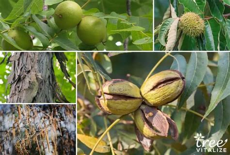 6 Edible & Native Nut Trees That Grow in Virginia