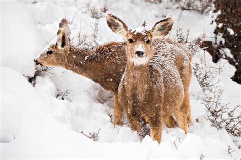 15 Photos Of Wildlife In Colorado That Will Drop Your Jaw