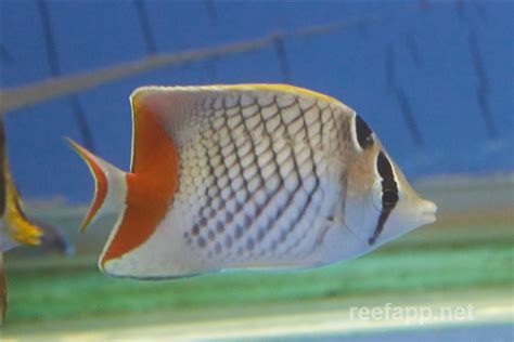 Chaetodon xanthurus (Pearlscale butterflyfish)