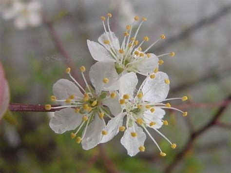 PlantFiles Pictures: Chickasaw Plum (Prunus angustifolia) by Floridian