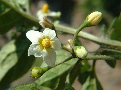 Solanum nigrum - Black Nightshade (Solanaceae Images)