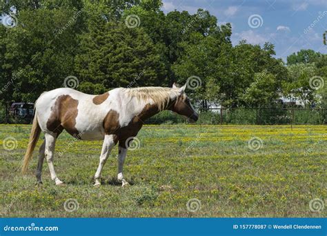 White and Brown Paint Horse Standing in Ranch Meadow Stock Image - Image of grazing, beautiful ...