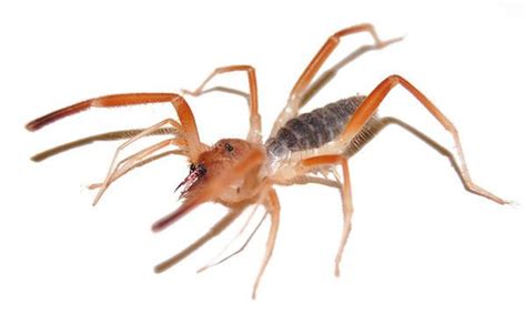 Solifugae - Alchetron, The Free Social Encyclopedia