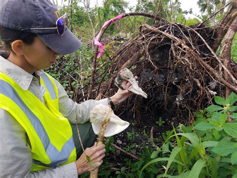 Hundreds Of Calusa Artifacts Unearthed By Irma To Be Curated By Museum ...