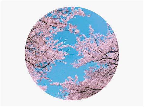 #sakura #japan #japanese #sky #tree #cherryblossom - Aesthetic Cherry Blossom Background, HD Png ...