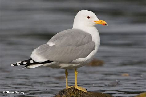 Why Did Utah Choose A Seagull As Its State Bird?