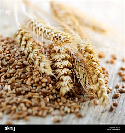 grain wheat kernels Stock Photo - Alamy