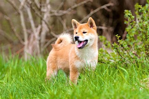 Mame Shiba Inu: An Ultimate Guide to the Miniature Shiba Inus