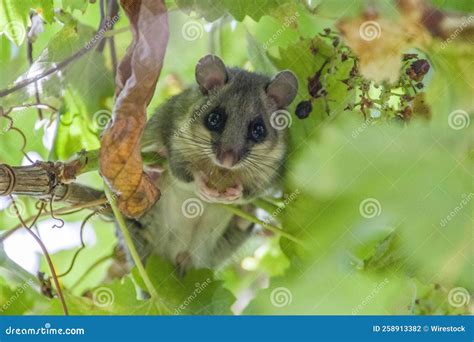 Closeup of a European Edible Dormouse on a Tree Stock Photo - Image of ...