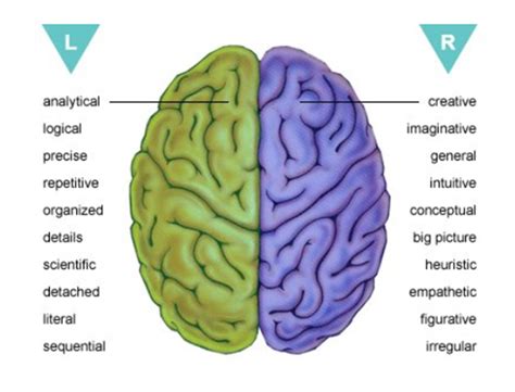 functions-of-a-brain-2 – Making Headway Center