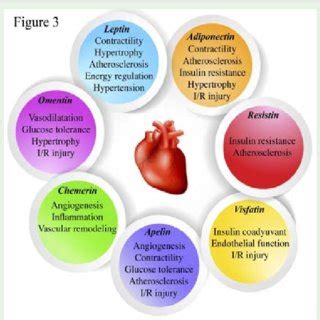 Adipokines and cardiovascular function. Some adipokines exert important ...