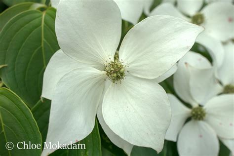 Cornus kousa | Maud Gordon Holmes Arboretum | SUNY Buffalo State University