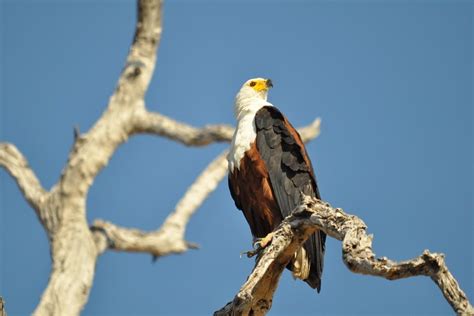 11 Wild Animals in South Sudan [Wildlife in South Sudan] - Kevmrc