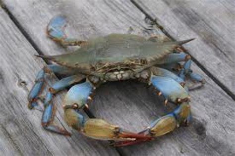 DEP Issues Reminder About Ban On Blue Claw Crabbing | New Providence ...