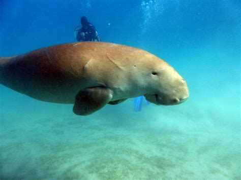 Dugong Dugon - Werner Lau Diving Centers