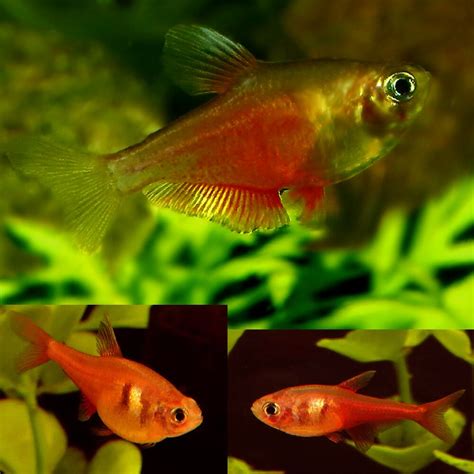 Flame Tetra (Hyphessobrycon Flammeus) 2.5cm - Aquarium Central