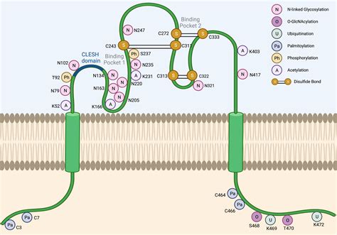 Regulation of CD36 Expression and Activity in Cancer | Encyclopedia MDPI