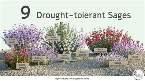 The 9 Best Sages for a Drought-tolerant Garden