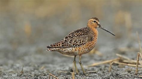 Uncovering South Carolina’s Shorebirds | Outdoor Photography Guide