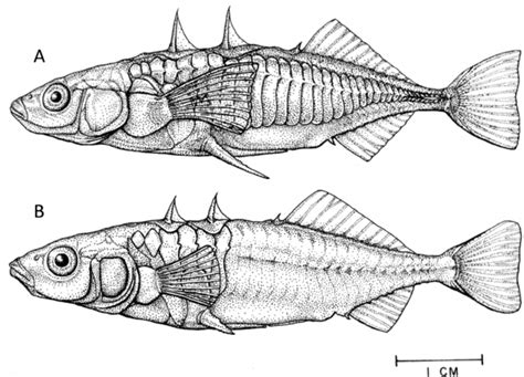 (A) Anadromous and (B) typical freshwater threespine stickleback.... | Download Scientific Diagram