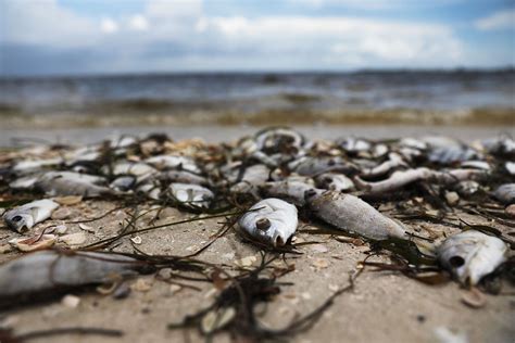 What Is a Brown Tide? Scientists Fear Florida Red Tide Could Merge with ...