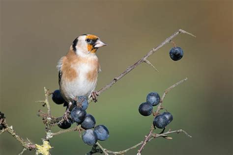 Picking sloe berries: harvesting & using sloes - Plantura