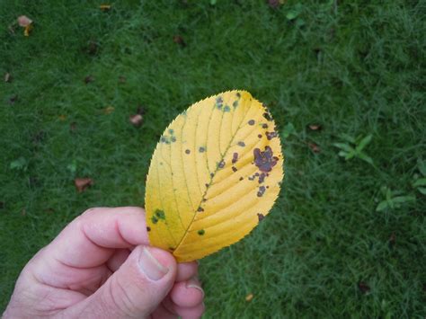 Cherry – Leaf Spot Disease | Walter Reeves: The Georgia Gardener