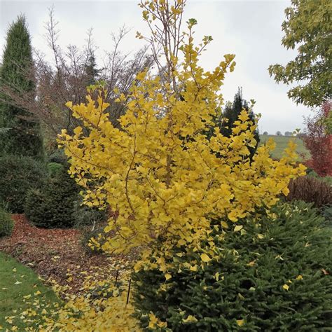 GINKGO BILOBA - 40 varieties 2/2 | Mundi Plantarum