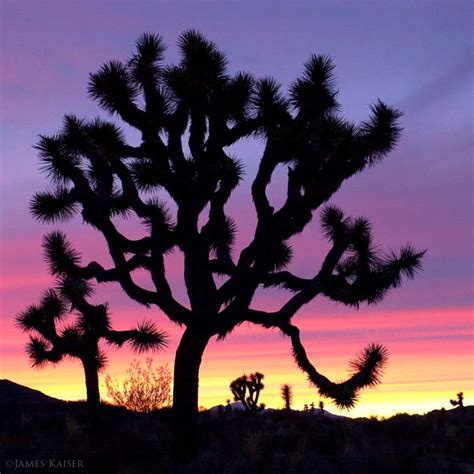 Amazing Joshua Tree Photos • James Kaiser