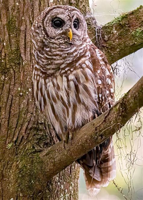 The Science Behind Bird Feather Colors - Avian Report