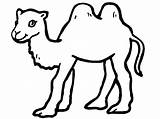 Free Printable Camel Coloring Pages For Kids  Animal coloring sketch template