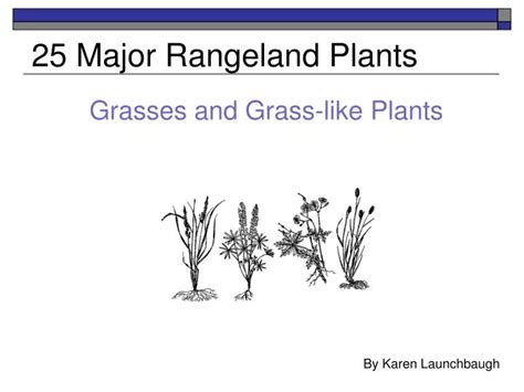 PPT - 25 Major Rangeland Plants PowerPoint Presentation, free download - ID:2015264