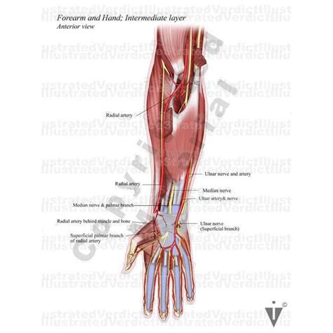 Stock Arm: Normal Anatomy — Illustrated Verdict