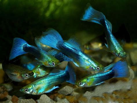 Metallic Blue Neon Guppy Male (Poecilia reticulata, Livebearer) Aquarium Fish For Sale, Betta ...