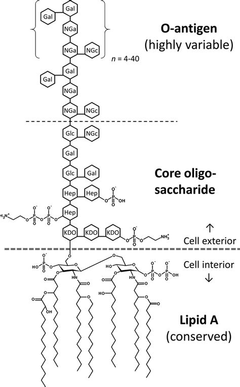 Schematic of structure of Gram-negative LPS (endotoxin). The highly... | Download Scientific Diagram