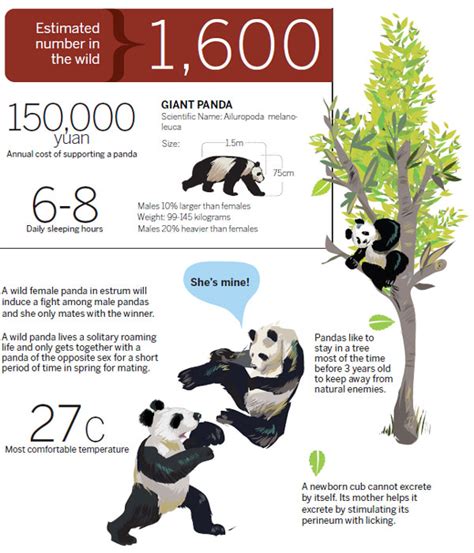 Things to know about a panda |Infographics |chinadaily.com.cn