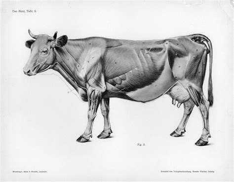 Cow muscles side | mammifères | Pinterest | Anatomie, Mammifères et Animaux