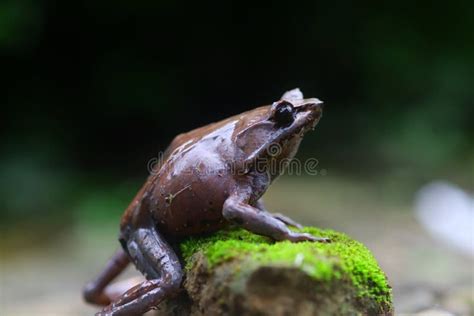 Flying Frog, Javan Tree Frog, Rhacophorus Reinwartii Stock Image - Image of pink, daisy: 263770199