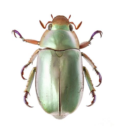 Silver Scarab Beetle Photograph by Natural History Museum, London/science Photo Library - Pixels