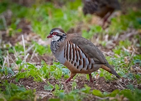 Red-legged Partridge - Owen Deutsch Photography