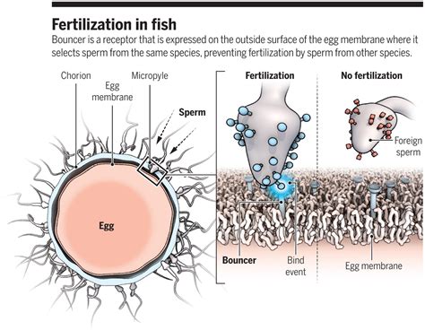 Matchmaking molecule for egg and sperm | Science