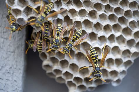 Bee Control & Bee Hive Removal | Blain's Farm & Fleet Blog