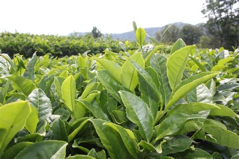 How to Grow Tea Plants | Planting & Care | Plants, Growing tea, Herbal tea garden